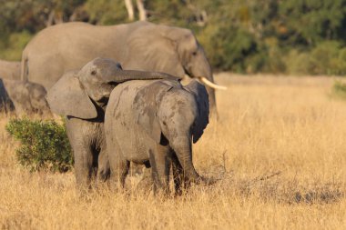 Afrikanischer Elefant / African elephant / Loxodonta africana