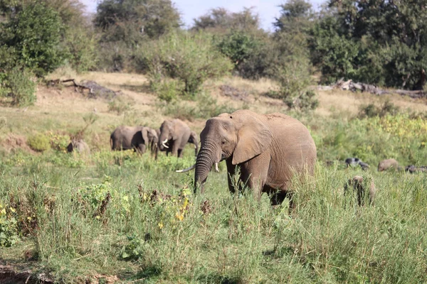 Afrikanischer Elefant African Elephant Loxodonta Africana — Stock fotografie