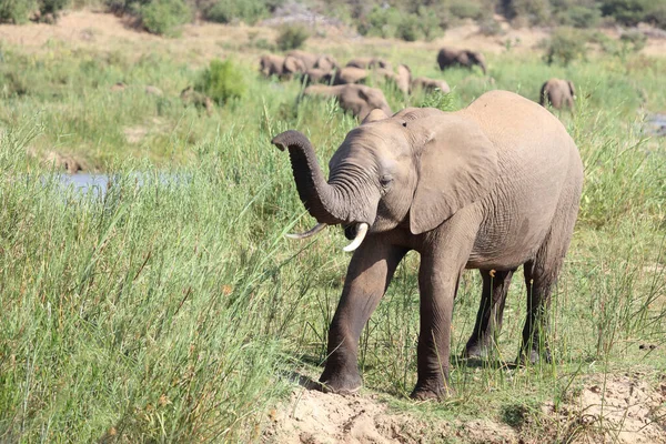 Afrikanischer Elefant African Elephant Loxodonta Africana — Stock Photo, Image