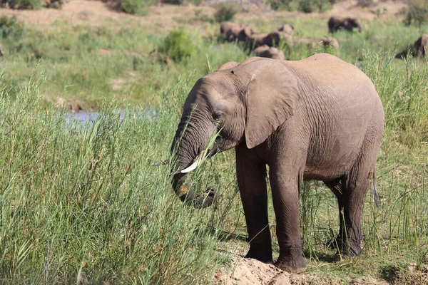 Afrikanischer Elefant African Elephant Loxodonta Africana — Stock fotografie