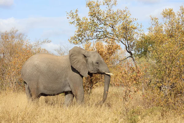 Afrikanischer Elefant African Elephant Loxodonta Africana — стокове фото