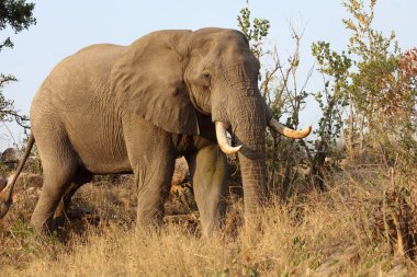 Afrikanischer Elefant / African elephant / Loxodonta africana