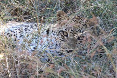 Leopard / Leopard / Panthera pardus