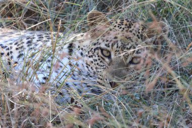 Leopard / Leopard / Panthera pardus