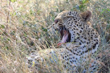 Leopard / Leopard / Panthera pardus