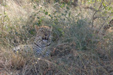 Leopard / Leopard / Panthera pardus