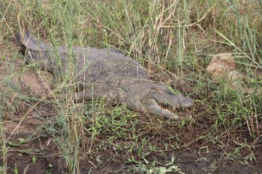 Nilkrokodil / Nile Crocodile / Crocodylus Niloticus
