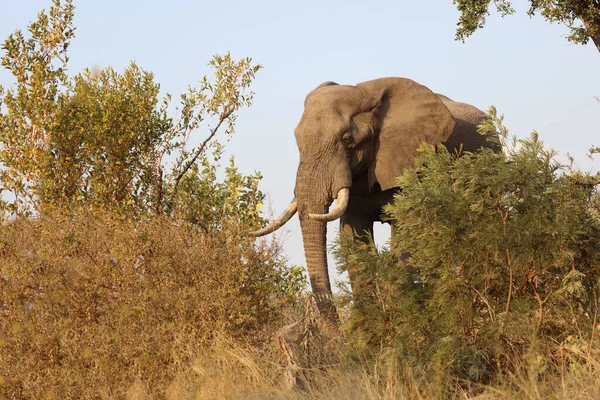 Afrikanischer Elefant African Elephant Loxodonta Africana — стокове фото