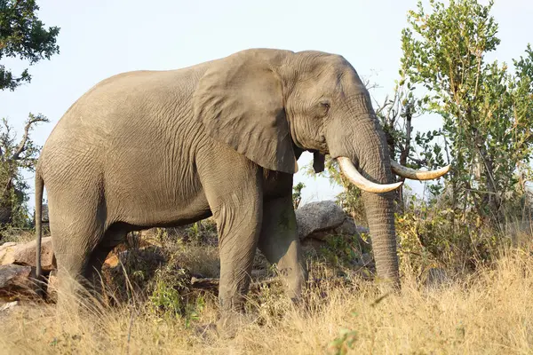 Afrikanischer Elefant Αφρικανικός Ελέφαντας Loxodonta Africana — Φωτογραφία Αρχείου