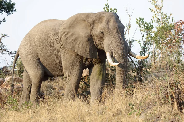 Afrikanischer Elefant Αφρικανικός Ελέφαντας Loxodonta Africana — Φωτογραφία Αρχείου