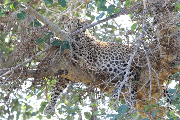 Leopard Leopard Panthera Pardus — стокове фото