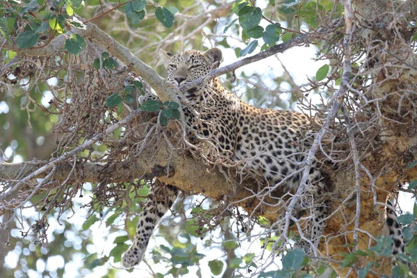 Leopard Leopard Panthera Pardus — стокове фото