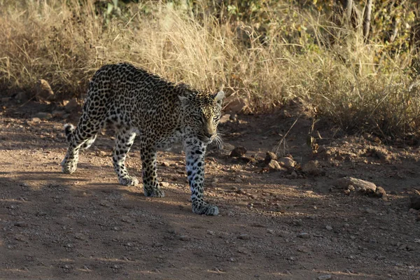 Leopard Leopard Panthera Pardus — стокове фото