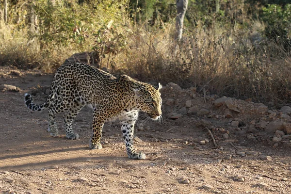 Leopard Leopard Panthera Pardus — стокове фото