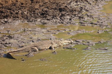 Nilkrokodil / Nile Crocodile / Crocodylus Niloticus