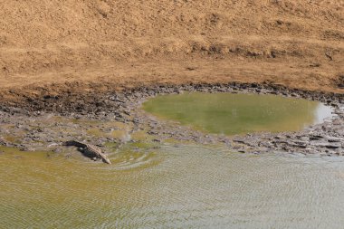 Nilkrokodil / Nile Crocodile / Crocodylus Niloticus