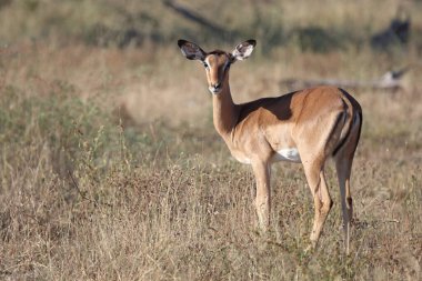 Schwarzfersenantilope / Impala / Aepyceros melampus