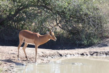 Schwarzfersenantilope / Impala / Aepyceros melampus