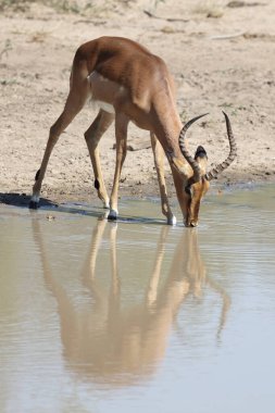Schwarzfersenantilope / Impala / Aepyceros melampus