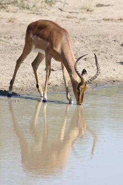 Schwarzfersenantilope / Impala / Aepyceros melampus