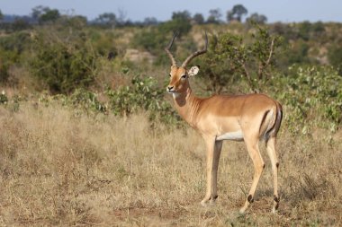 Schwarzfersenantilope / Impala / Aepyceros melampus