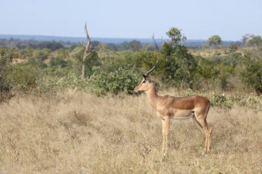 Schwarzfersenantilope / Impala / Aepyceros melampus