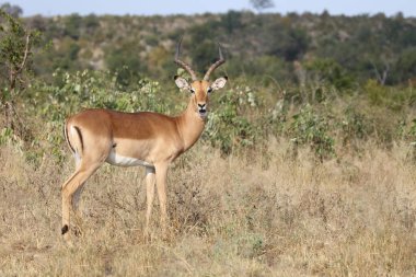Schwarzfersenantilope / Impala / Aepyceros melampus