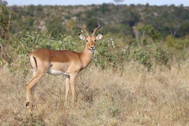 Schwarzfersenantilope / Impala / Aepyceros melampus