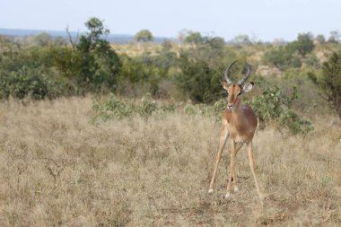 Schwarzfersenantilope / Impala / Aepyceros melampus