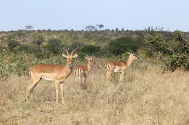 Schwarzfersenantilope / Impala / Aepyceros melampus