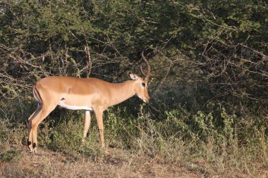 Schwarzfersenantilope / Impala / Aepyceros melampus