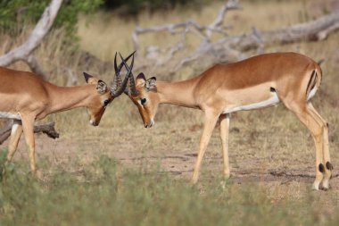 Schwarzfersenantilope / Impala / Aepyceros melampus