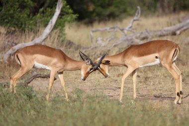 Schwarzfersenantilope / Impala / Aepyceros melampus