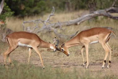 Schwarzfersenantilope / Impala / Aepyceros melampus