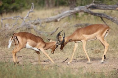 Schwarzfersenantilope / Impala / Aepyceros melampus