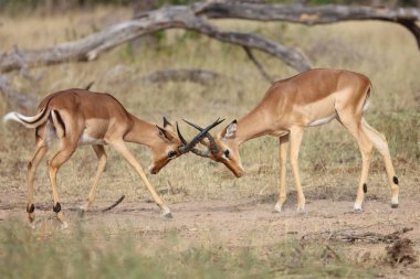 Schwarzfersenantilope / Impala / Aepyceros melampus