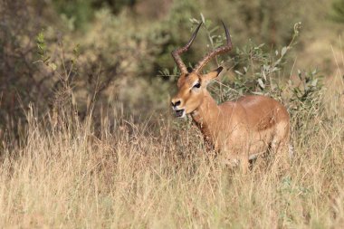 Schwarzfersenantilope / Impala / Aepyceros melampus