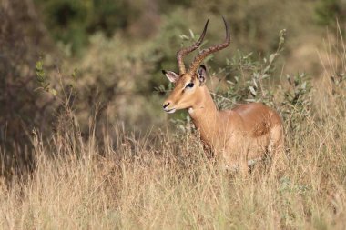 Schwarzfersenantilope / Impala / Aepyceros melampus