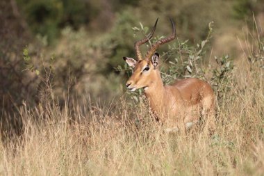 Schwarzfersenantilope / Impala / Aepyceros melampus