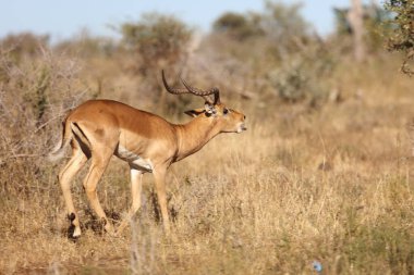 Schwarzfersenantilope / Impala / Aepyceros melampus