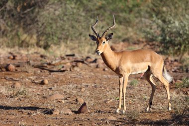 Schwarzfersenantilope / Impala / Aepyceros melampus