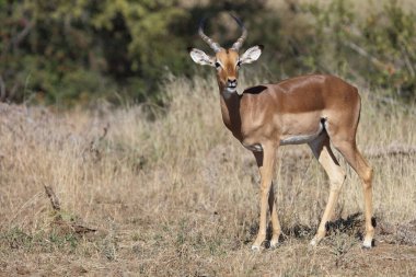 Schwarzfersenantilope / Impala / Aepyceros melampus