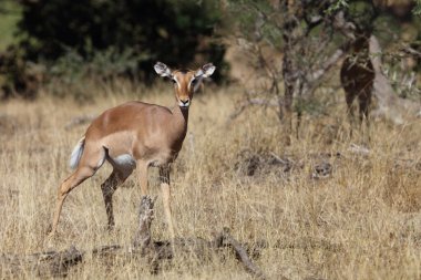 Schwarzfersenantilope / Impala / Aepyceros melampus