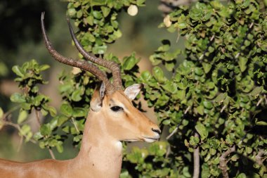 Schwarzfersenantilope / Impala / Aepyceros melampus