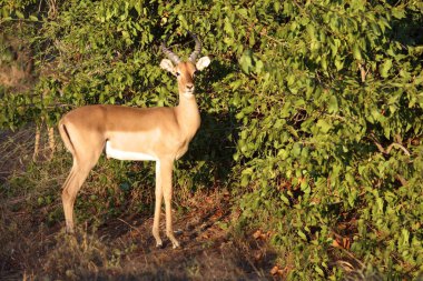 Schwarzfersenantilope / Impala / Aepyceros melampus