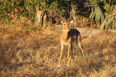 Schwarzfersenantilope / Impala / Aepyceros melampus
