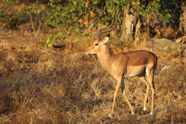 Schwarzfersenantilope / Impala / Aepyceros melampus