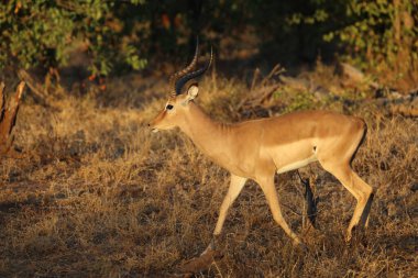 Schwarzfersenantilope / Impala / Aepyceros melampus
