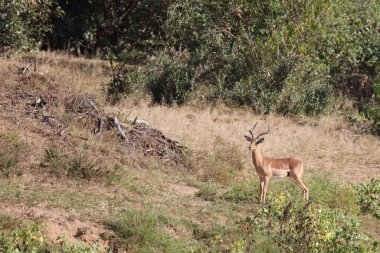 Schwarzfersenantilope / Impala / Aepyceros melampus