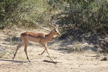 Schwarzfersenantilope / Impala / Aepyceros melampus